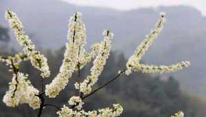 圆寂的僧人　骨节夜间发出“神